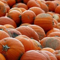 Bal kabağı akciğer kanseri riskini azaltıyor