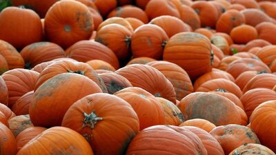 Bal kabağı akciğer kanseri riskini azaltıyor