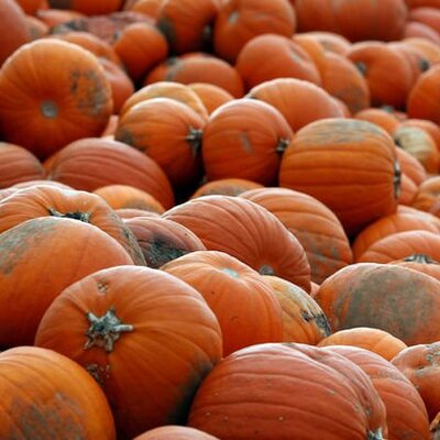 Bal kabağı akciğer kanseri riskini azaltıyor