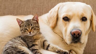 Bütün hayvanların "çip"i olacak! Hayvana işkenceye 5 yıl!