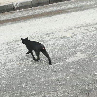 İstanbul'da bir ilçeyi tedirgin eden görüntü!