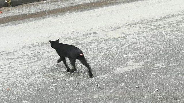 İstanbul'da bir ilçeyi tedirgin eden görüntü!