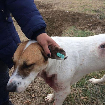 'Bu cani aramızda dolaşıyor'