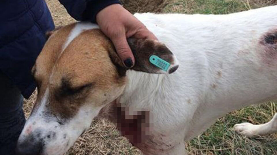 'Bu cani aramızda dolaşıyor'