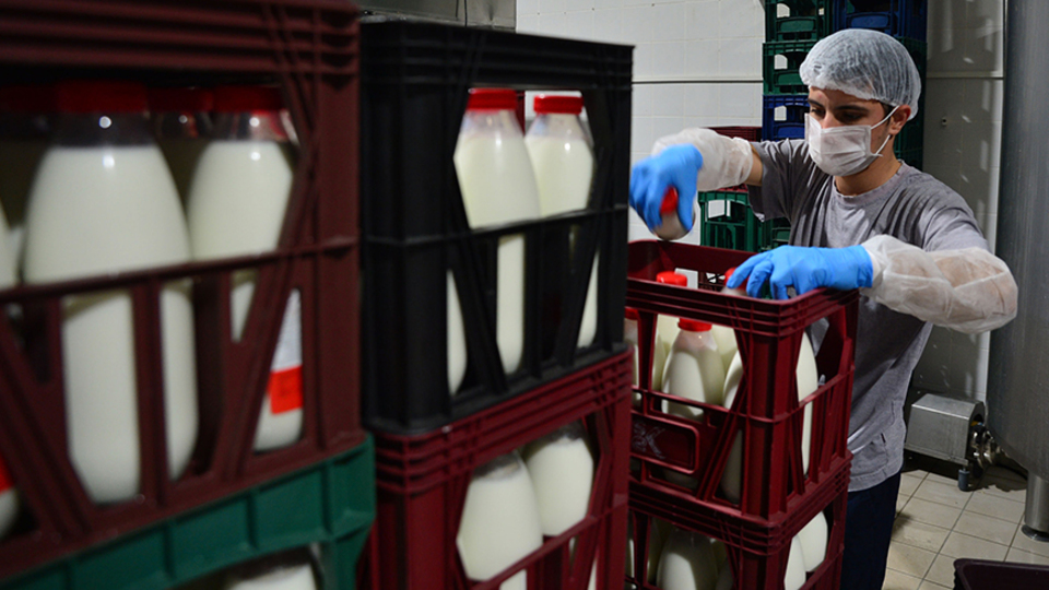 Dubai'nin günlük sütü Gökçeada'dan