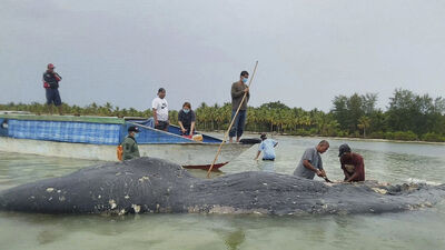 Ölü balinanın midesinden çıkanlar şaşırttı