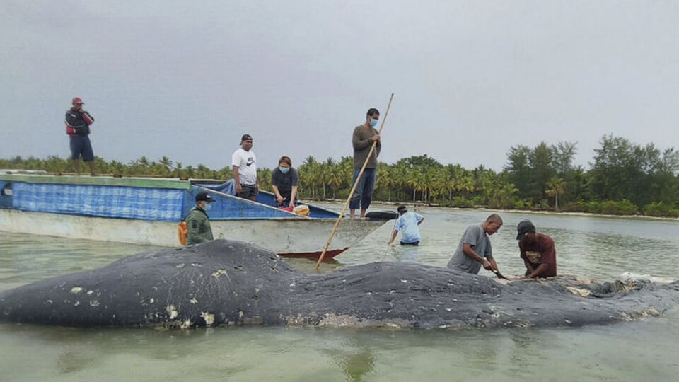 Ölü balinanın midesinden çıkanlar şaşırttı