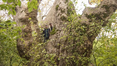 Yeni keşfedildi! Türkiye'nin en yaşlısı olabilir