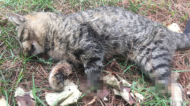 Vahşet sürüyor! Ataköy'de ayakları kesilen 2 kedi ölü halde bulundu!