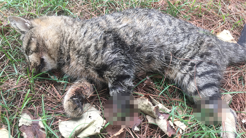 Vahşet sürüyor! Ataköy'de ayakları kesilen 2 kedi ölü halde bulundu!