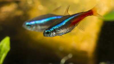 Kalp hasarının onarımında kullanılabilir!