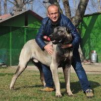 Günde 7 kilo et yiyor! Köpeğin fiyatına araba bile alınabiliyor