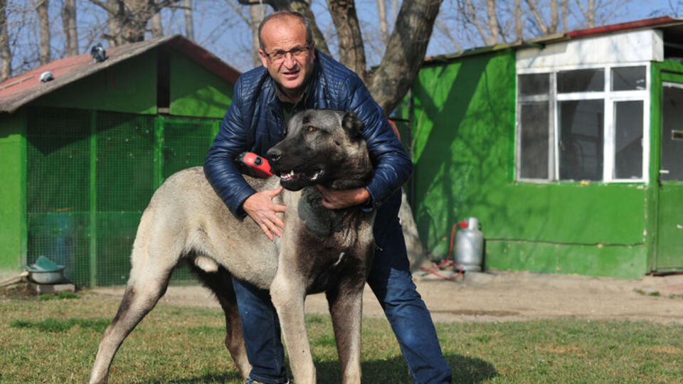 Günde 7 kilo et yiyor! Köpeğin fiyatına araba bile alınabiliyor
