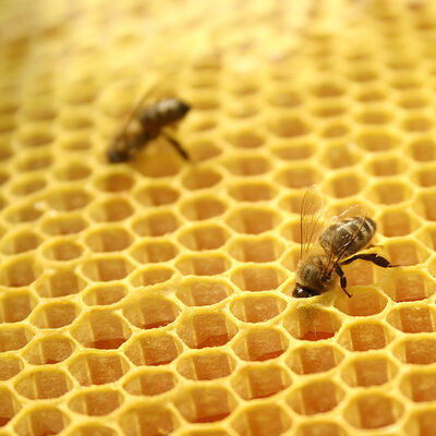 Cumhurbaşkanı Erdoğan'dan 'Ekmek, yağ, bal yemeli mi yememeli mi araştırılsın' talimatı