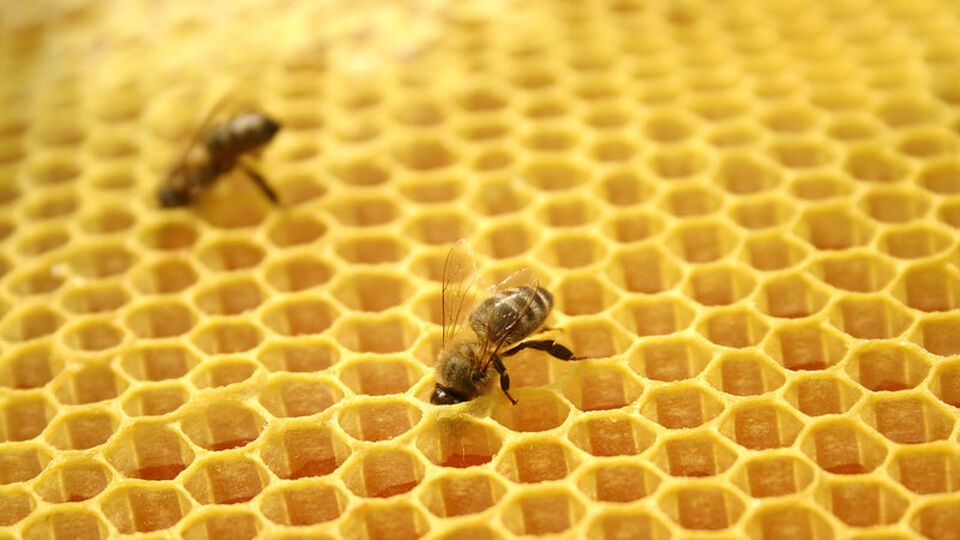 Cumhurbaşkanı Erdoğan'dan 'Ekmek, yağ, bal yemeli mi yememeli mi araştırılsın' talimatı