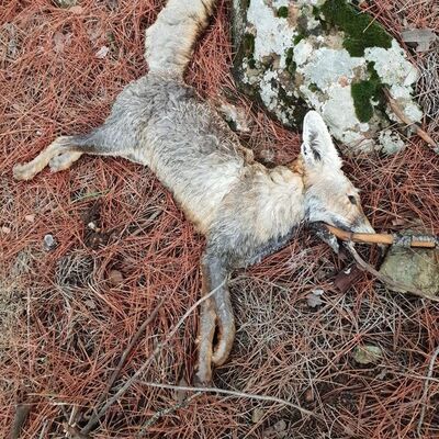 Silahla vuruldu sanıp yaklaşınca...