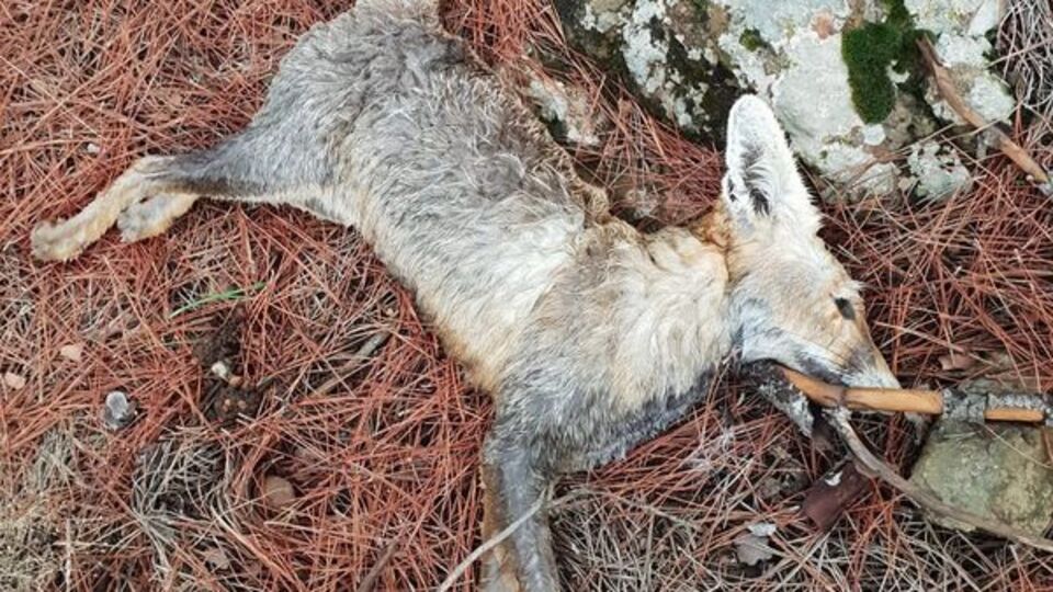 Silahla vuruldu sanıp yaklaşınca...