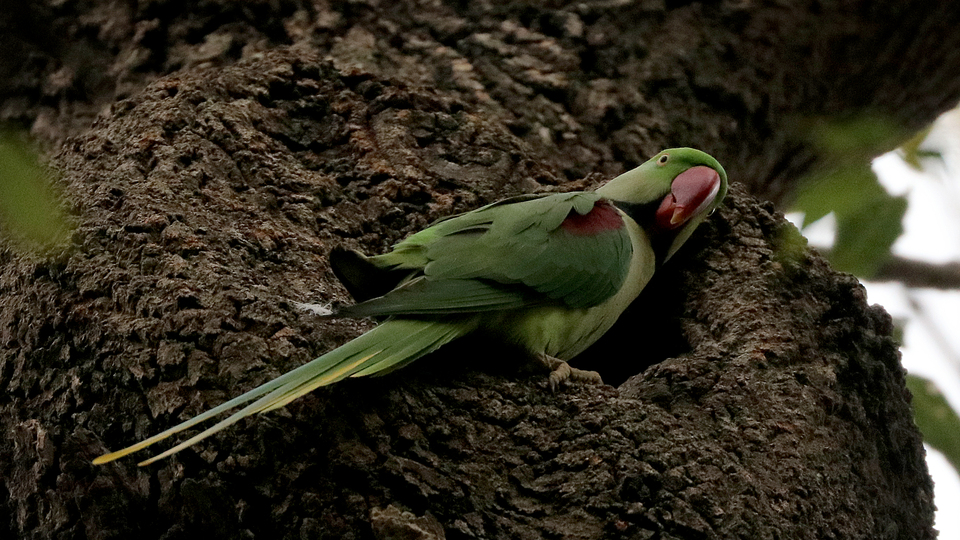 İstanbul'un sevimli misafirleri