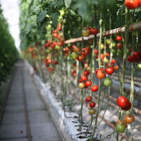 GAP'ta jeotermal hamlesi