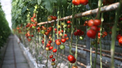 GAP'ta jeotermal hamlesi