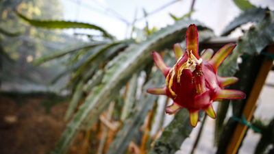 Türkiye'nin ilk tropikal meyvesine tescil