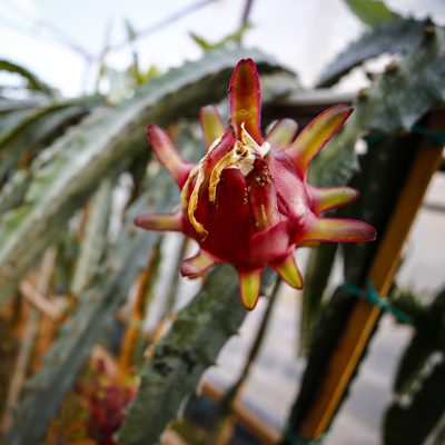 Türkiye'nin ilk tropikal meyvesine tescil