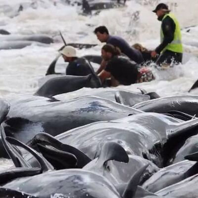 Yeni Zelanda’da 145 pilot balina karaya vurdu