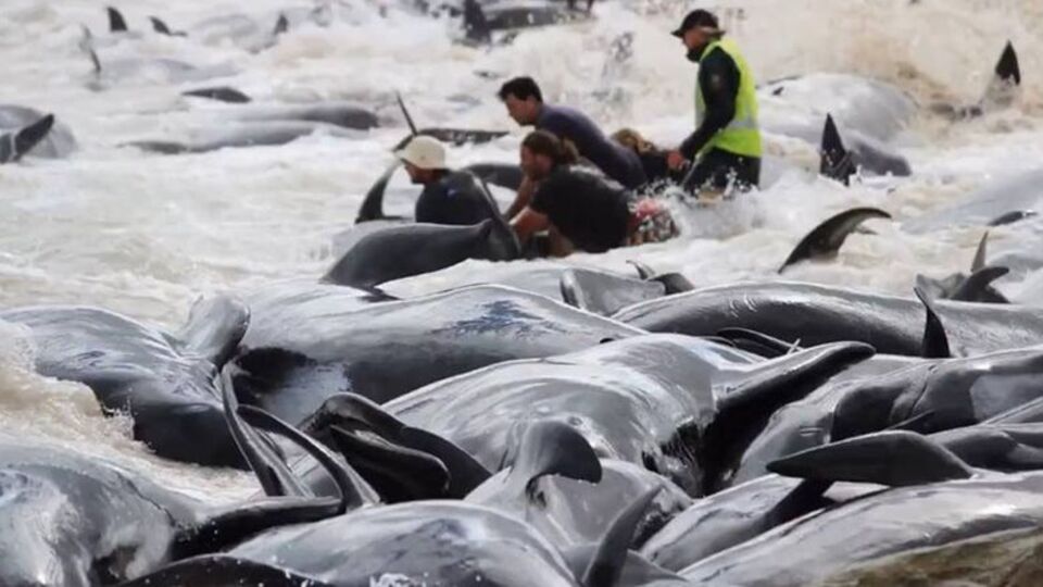 Yeni Zelanda'da 145 pilot balina karaya vurdu