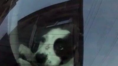 Vicdansızlığı okula giden çocuklar fark etti