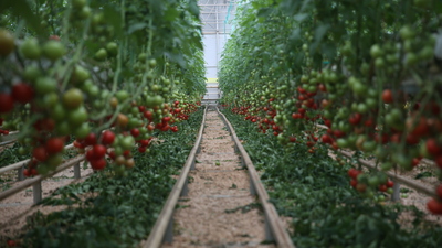Domates üreticisinin gözü aralıkta