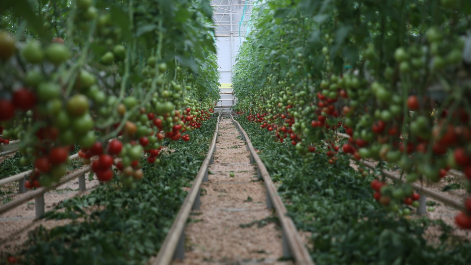 Domates üreticisinin gözü aralıkta
