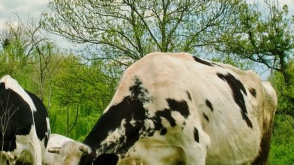 TARSİM'in kapsamı genişletildi