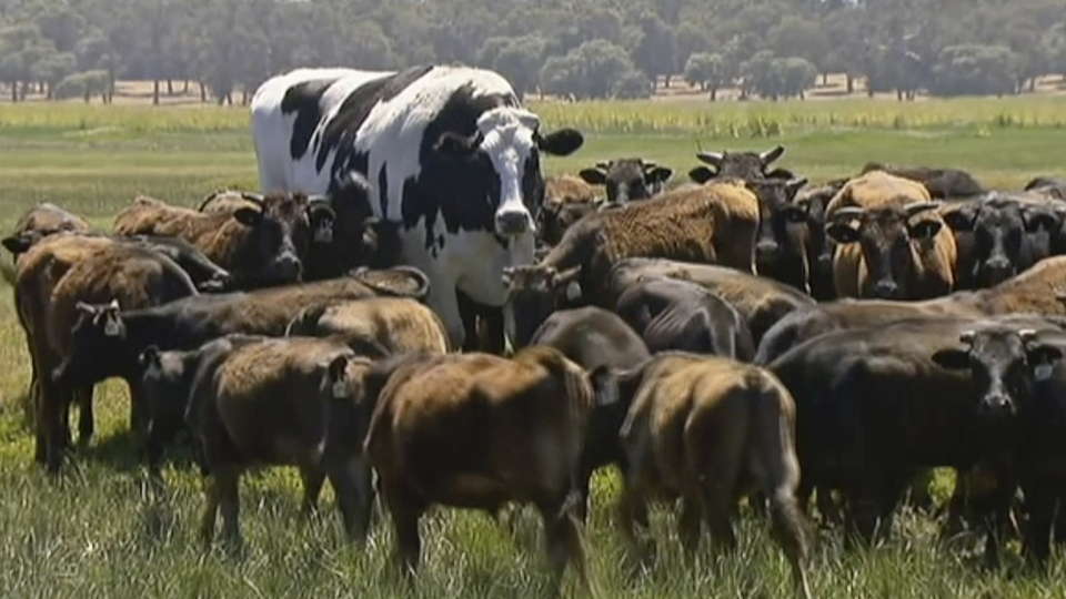 Dünya dev öküzü konuşuyor!