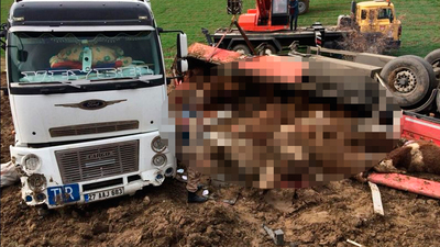 TIR devrildi, 14 büyükbaş öldü