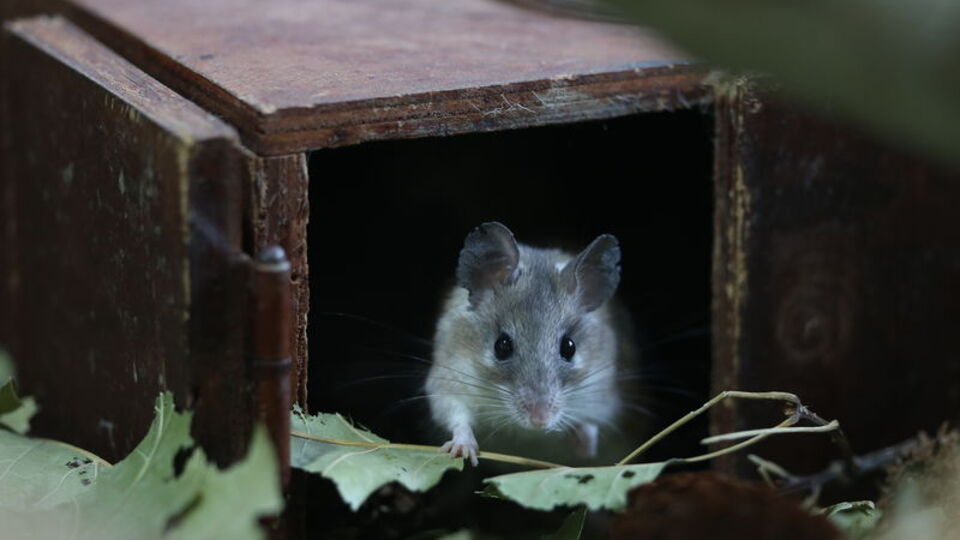 Dikenli fare koruma altında