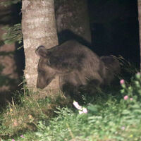 O ayı görüldüğü yerde vurulacak