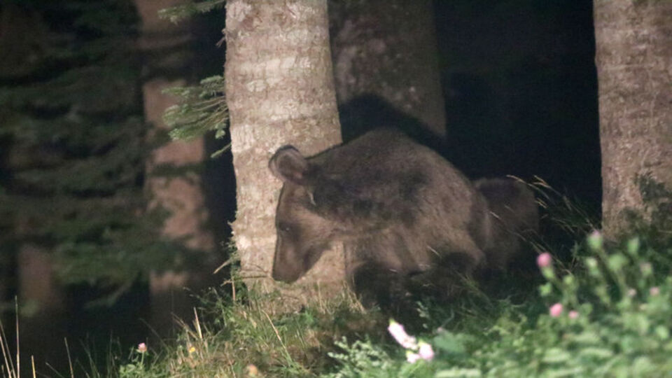 O ayı görüldüğü yerde vurulacak
