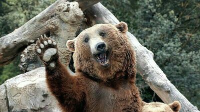 "İnsana idam yok, ayıya niye var?"