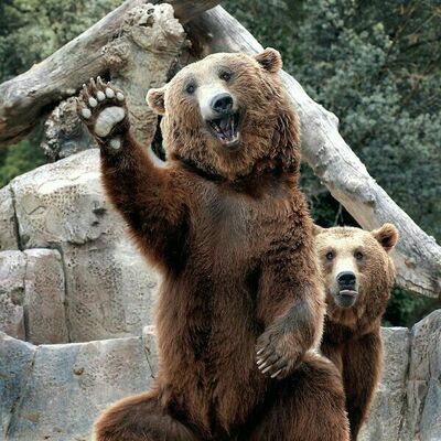 "İnsana idam yok, ayıya niye var?"