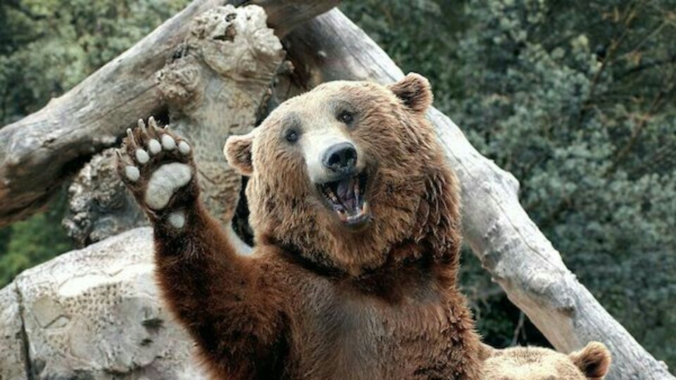 "İnsana idam yok, ayıya niye var?"