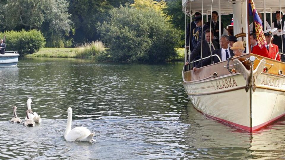 Kraliçe'nin kuğularını vurdular!