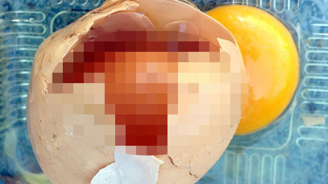Yumurtanın içinden bakın ne çıktı?