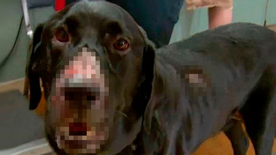 O ülkede et yiyen bakteri salgını alarmı