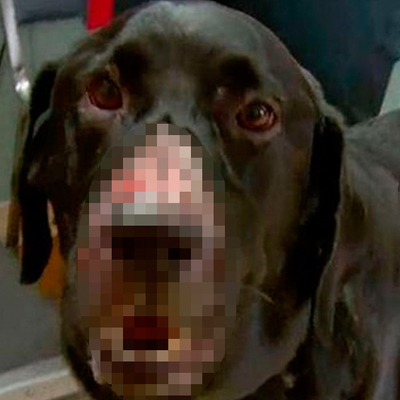 O ülkede et yiyen bakteri salgını alarmı