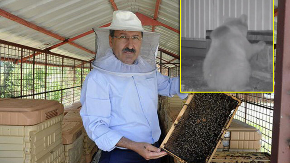 Kovaladığı ayılardan özür diledi