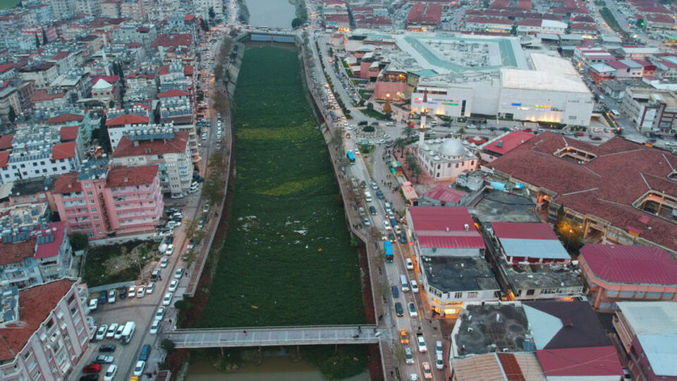 Burası Asi Nehri... Sümbüller istila etti!