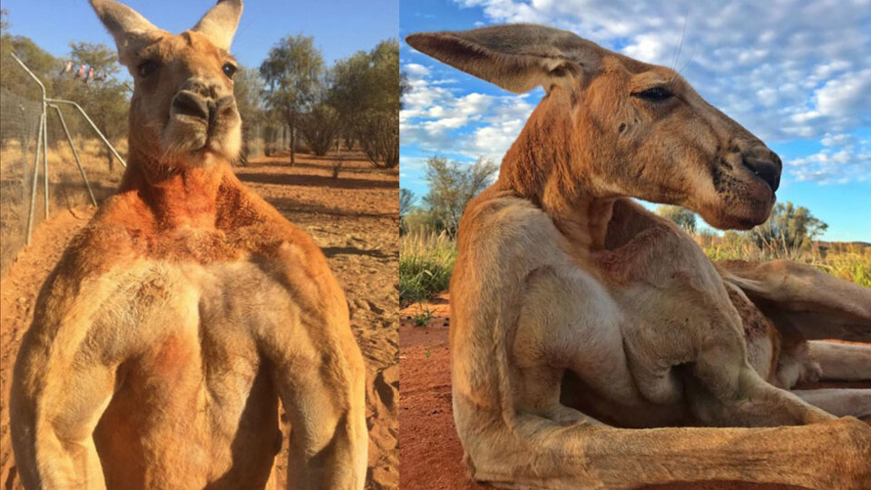 Kaslarıyla ünlenmişti! O kangurudan kötü haber!