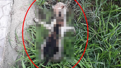 Mersin'de kan donduran görüntü!