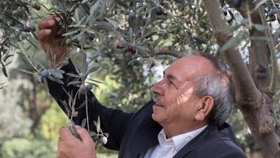 Tariş, zeytinyağı alımlarına başladı