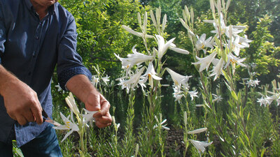 Liste belli oldu! İhracatı yasak çiçek soğanları belirlendi
